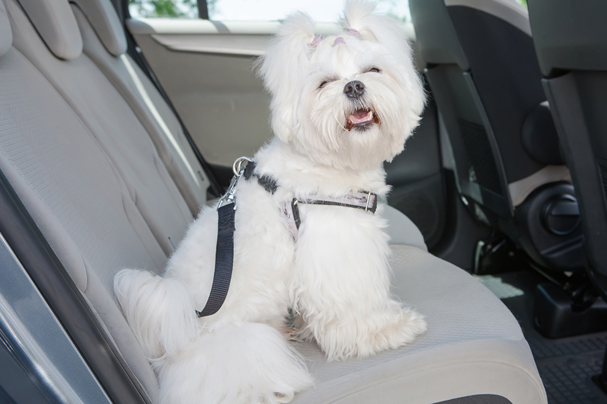 Dog sitting in a car with a harness