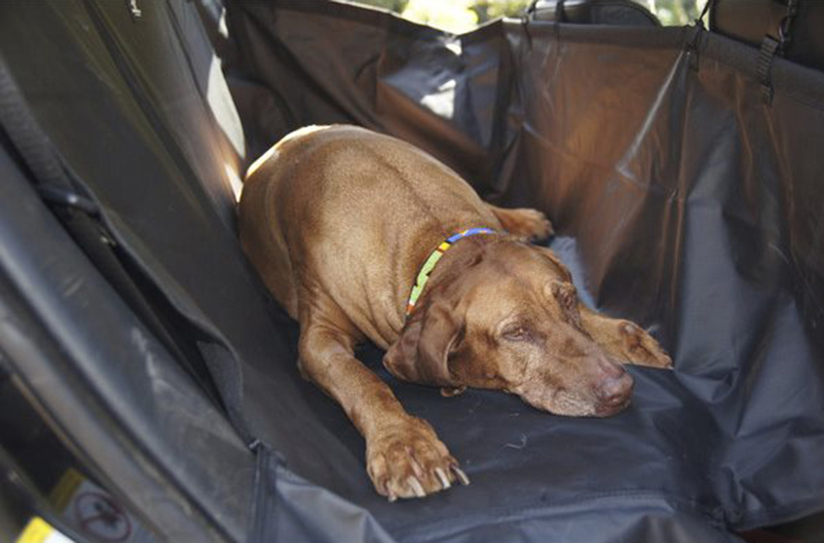 dog lying down in the back seat with a dog hammock