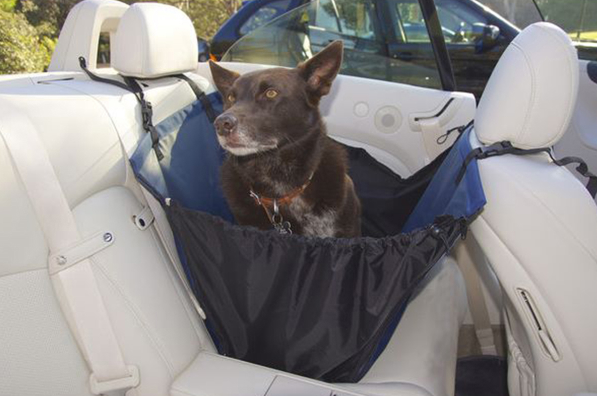 dog sitting in a back seat basket, installed in the backseat of the car